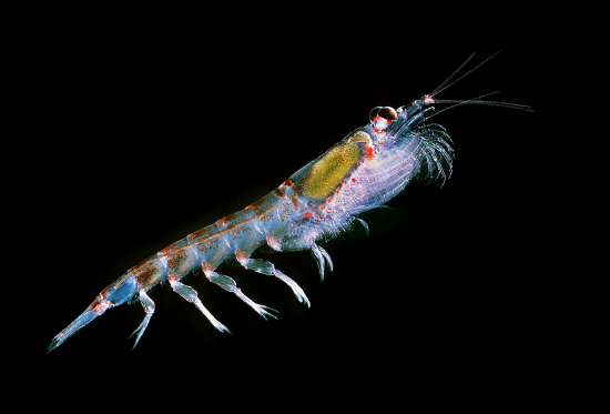  Euphausia superba (Krill)